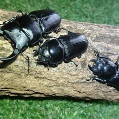 即ブリ マツノ血統 オオクワガタ トリオ♂♀♀ 未使用　23022の画像
