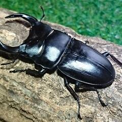 即ブリ マツノ血統 オオクワガタ トリオ♂♀♀ 未使用　23022の画像