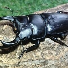 即ブリ マツノ血統 オオクワガタ トリオ♂♀♀ 未使用　23022