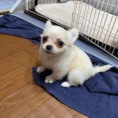 可愛いチワワ、プードル居ますw