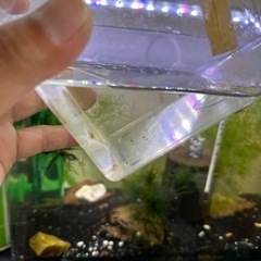 スノーホワイトシュリンプ