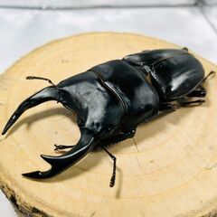 国産オオクワガタ トリオ ♂74mm ♀47mm ♀46mm お...