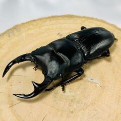 国産オオクワガタ トリオ ♂56mm ♀46mm ♀45mm お...