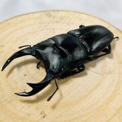 国産オオクワガタ トリオ ♂63mm ♀45mm ♀46mm お...