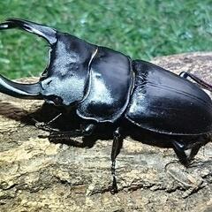 即ブリ マツノ血統 オオクワガタ トリオ♂♀♀ 未使用　23024