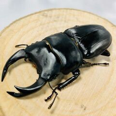 国産オオクワガタ ペア ♂69mm ♀45mm おうち時間のおと...