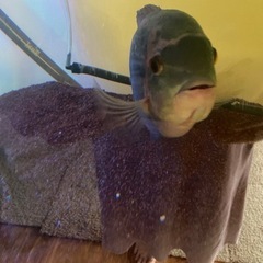 チョコレートシクリッド30センチ