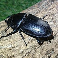 即ブリ マツノ血統 オオクワガタ 1♀ 未使用　23023の画像