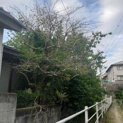 庭木 樹木伐採 枝打ち 芯止め 特殊伐採 草刈り