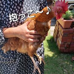 にわとりカフェ★鶏ふれあい体験★鶏さんと遊んで卵を拾ってミルクセーキを飲もう - グルメ