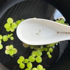 ミナミヌマエビの赤ちゃん　3匹　最終値下げの画像