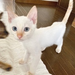シャム系とさび猫ちゃんの兄妹です｡