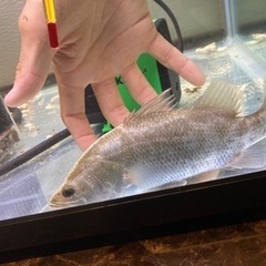 オーストラリアバラマンディ＋90水槽