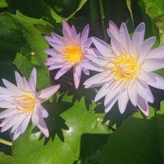 熱帯睡蓮　ブリンク　ムカゴ苗②の画像