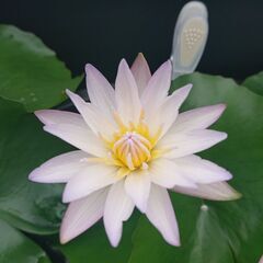 熱帯睡蓮　ブリンク　ムカゴ苗②の画像