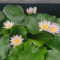 熱帯睡蓮　ブリンク　ムカゴ苗②の画像
