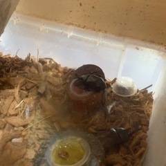 カブトムシの画像