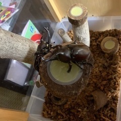 カブトムシの画像