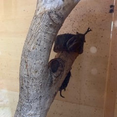 カブトムシの画像