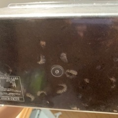 カブトムシの画像