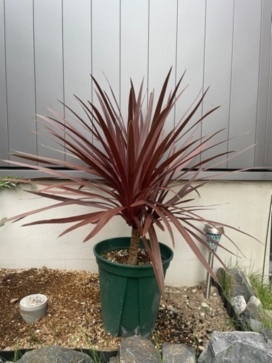 【最終値下げ】コルジリネ レッドスター 多頭株 3ヘッド 希少株