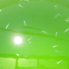 【受付終了】幹之メダカ（稚魚～幼魚）15匹