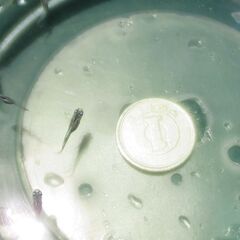 【受付終了】幹之メダカ（稚魚～幼魚）15匹の画像