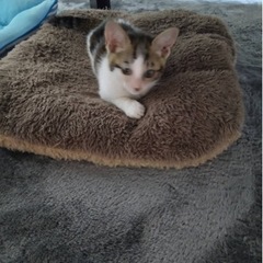 子猫ちゃんの里親さんを探しています - 福岡市