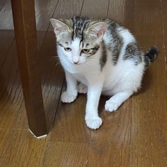 子猫ちゃんの里親さんを探しています