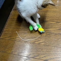 子猫ちゃんの里親さんを探しています - 猫
