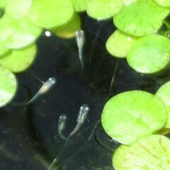 【受付終了】幹之メダカ（稚魚）15匹