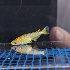 めだかコブラフレーミングラメ