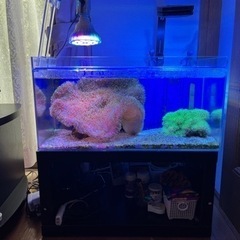 ☆値下げしました海水魚(オーバーフロー水槽)