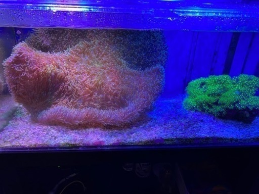 ☆値下げしました海水魚(オーバーフロー水槽)