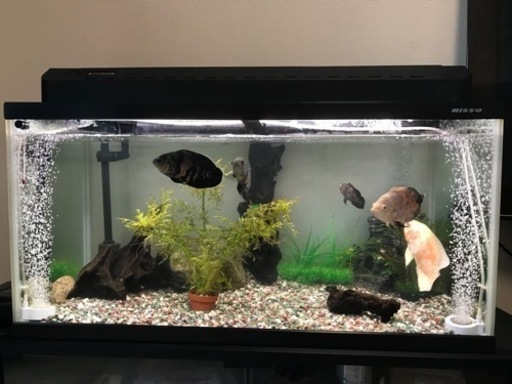 水槽90cm with オスカー5匹 set