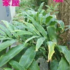 ミョウガ苗６本(＋α)　５枚目がサンプルの画像
