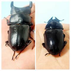 【新成虫】能勢SR血統　オオクワガタ　♂️86.0㍉＋♀️55.3㍉　90.1同腹ペア　◎配送可◎の画像