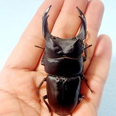 【新成虫】能勢SR血統　オオクワガタ　♂️86.0㍉＋♀️55....