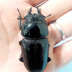 【新成虫】能勢SR血統　オオクワガタ　♂️86.0㍉＋♀️55.3㍉　90.1同腹ペア　◎配送可◎の画像