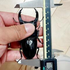 【新成虫】能勢SR血統　オオクワガタ　♂️86.0㍉＋♀️55.3㍉　90.1同腹ペア　◎配送可◎の画像
