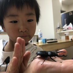 カブトムシ　ノコギリクワガタ　オス　メス　