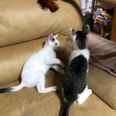 4月28日生まれの3ヶ月の猫ちゃんです − 宮城県