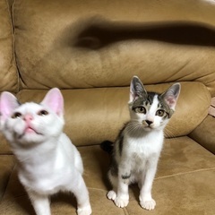 4月28日生まれの3ヶ月の猫ちゃんです - 亘理郡