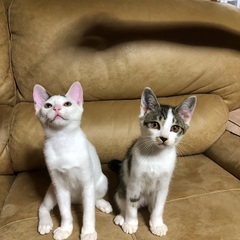 4月28日生まれの3ヶ月の猫ちゃんです