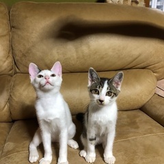 4月28日生まれの3ヶ月の猫ちゃんです - 猫
