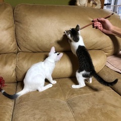 4月28日生まれの3ヶ月の猫ちゃんです - 里親募集