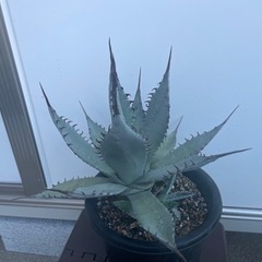 アガベ 屈原の舞扇　Gの画像