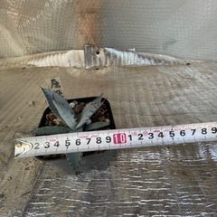 アガベ 屈原の舞扇　Gの画像