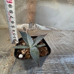 アガベ 屈原の舞扇　Gの画像