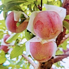 期間限定、高級すもも【皇寿】狩り